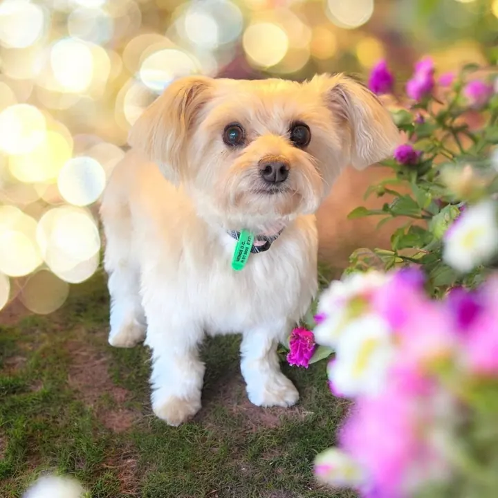 A small cream and tan dog with a green tag, freshly groomed, looking at the camera